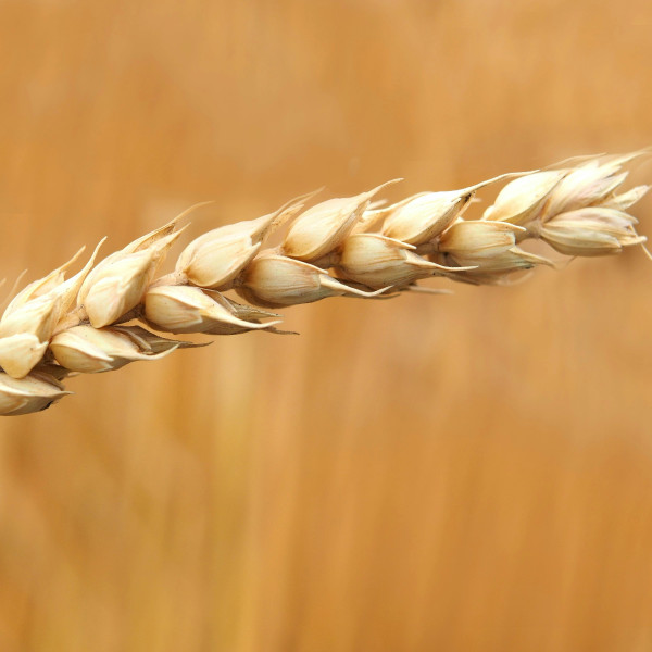 Toast-time trade-off eases as gene-edited wheat cuts acrylamide risk by 93%